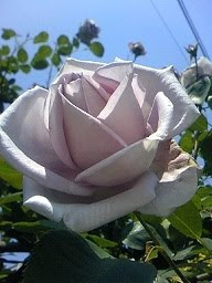 バラの花